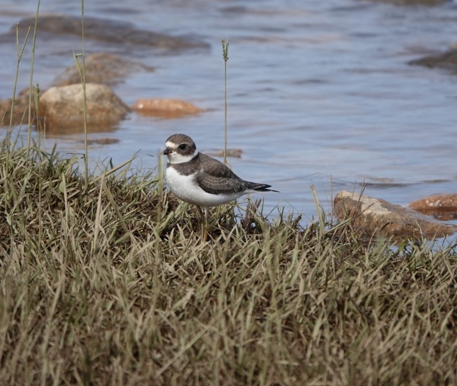 Semipalmated Plover - ML623820509