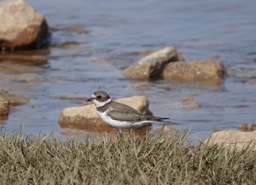 Semipalmated Plover - ML623820510