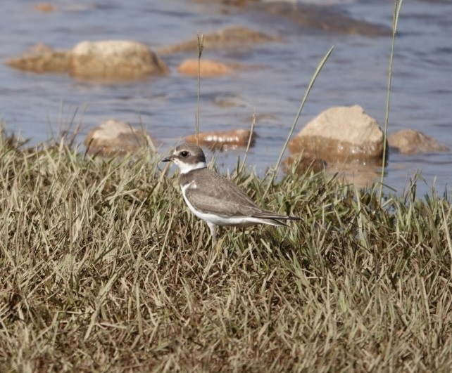 Semipalmated Plover - ML623820511
