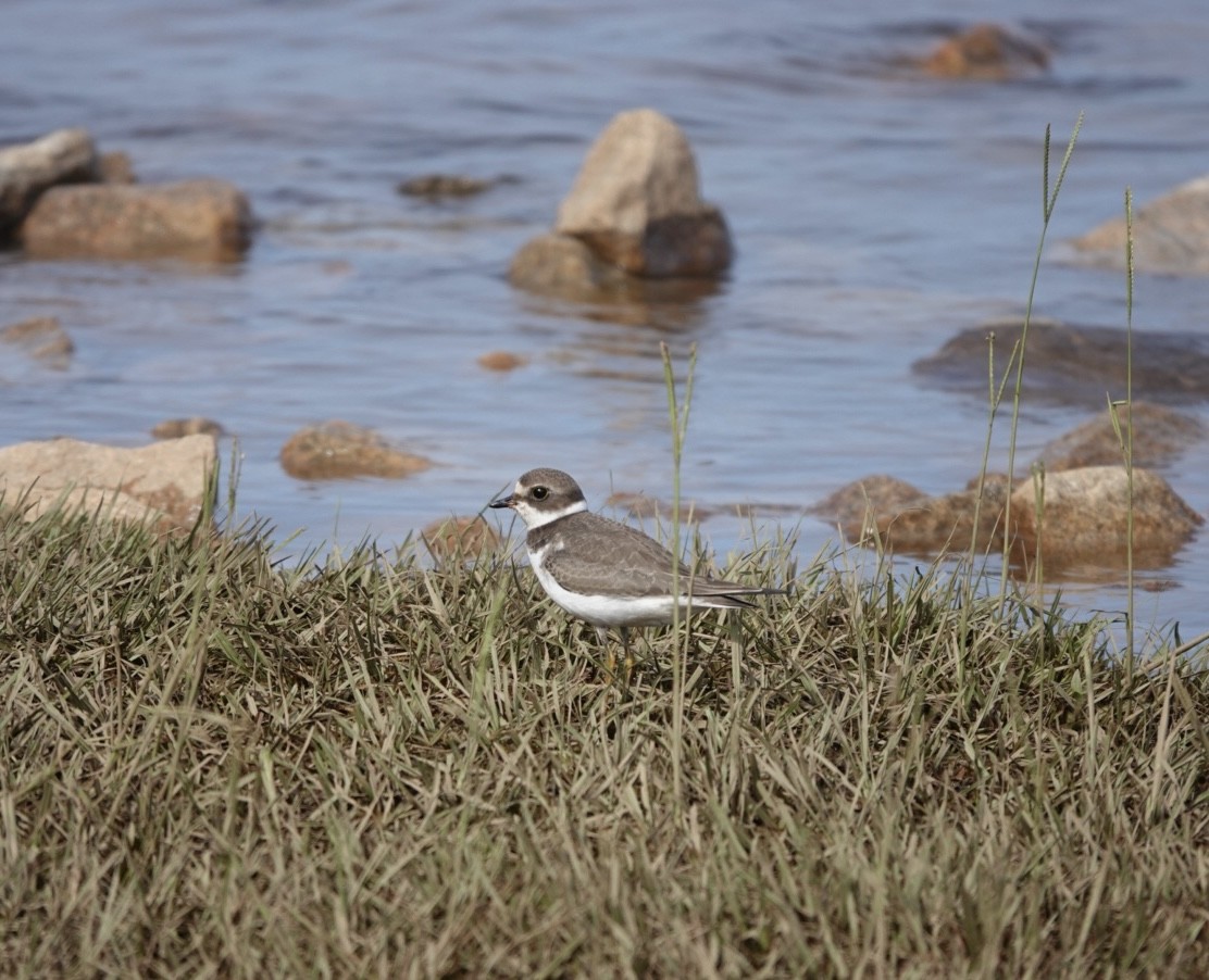 Semipalmated Plover - ML623820512