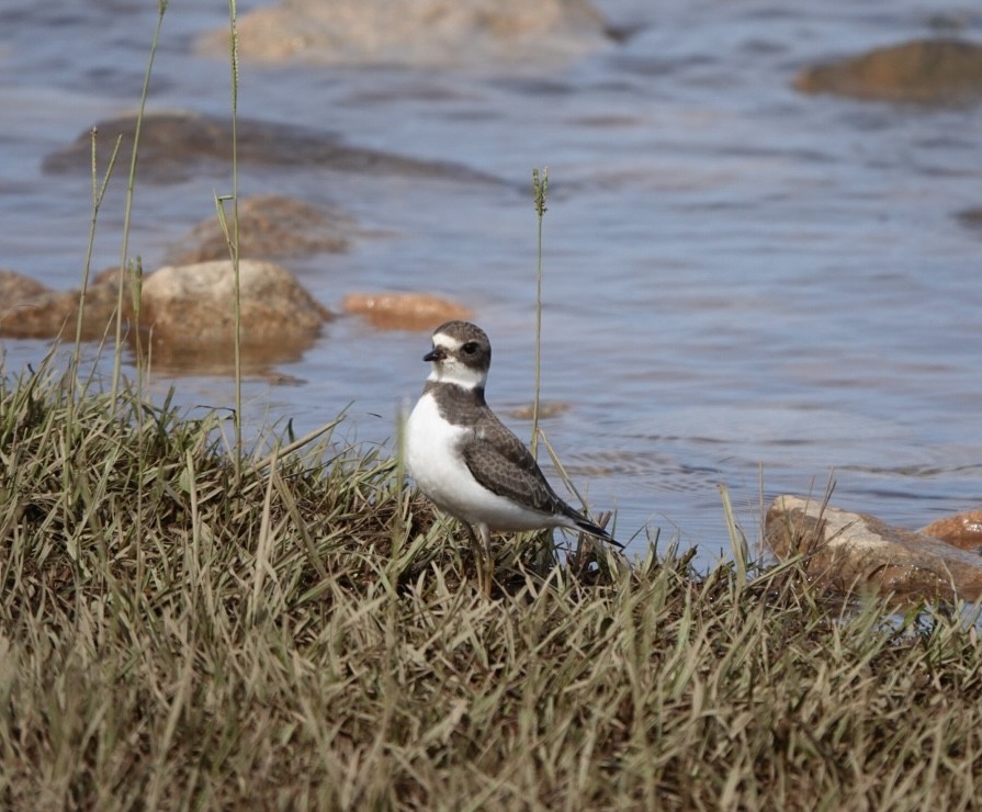 Semipalmated Plover - ML623820513
