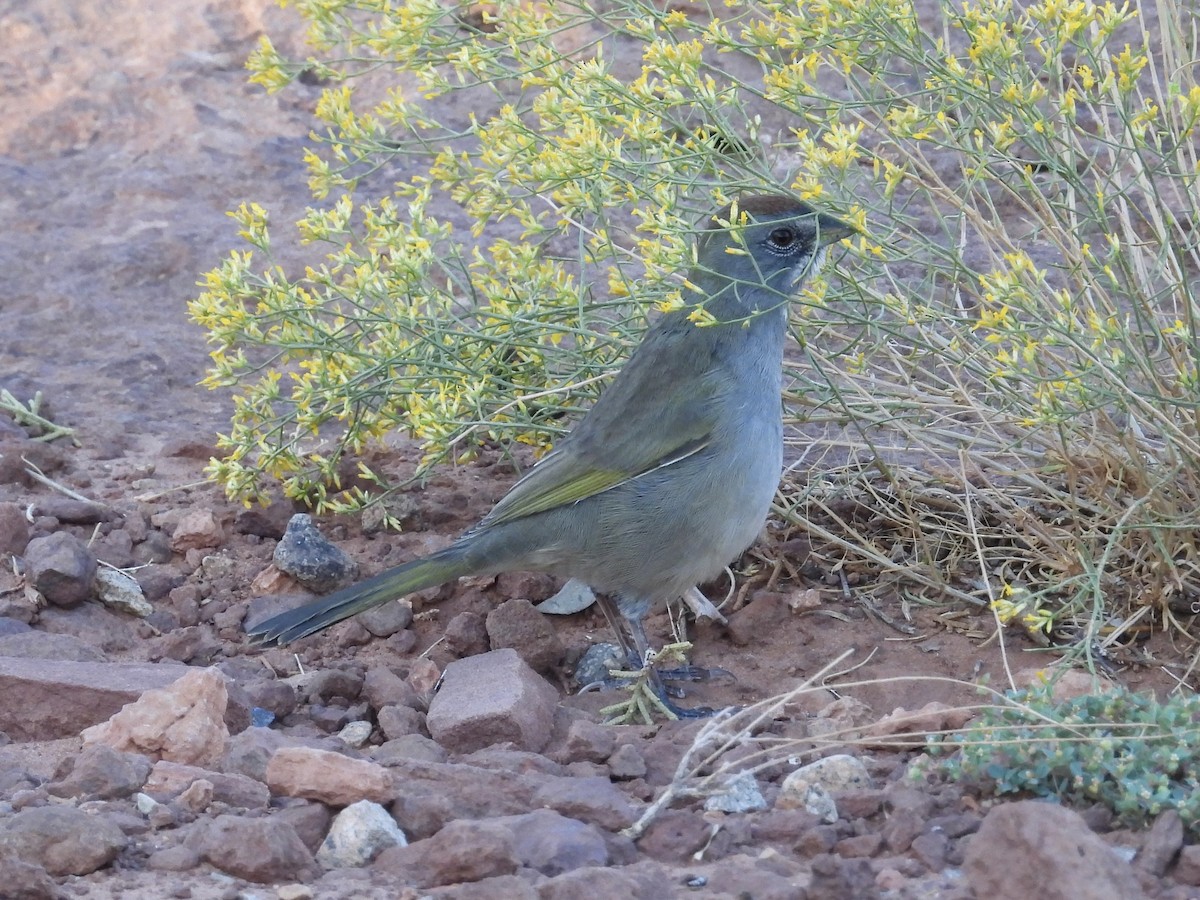 Green-tailed Towhee - ML623820553