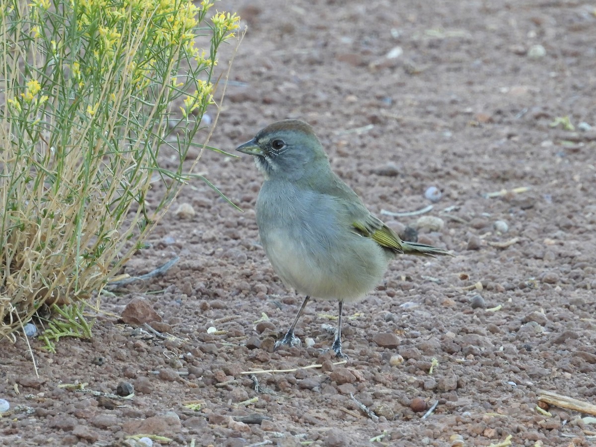 Green-tailed Towhee - ML623820554