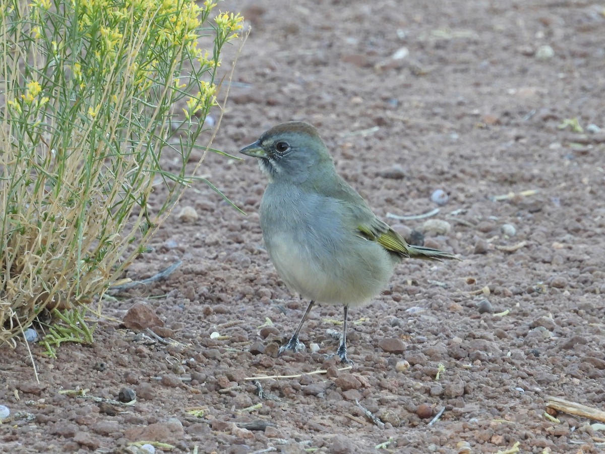 Green-tailed Towhee - Hallie Kretsinger