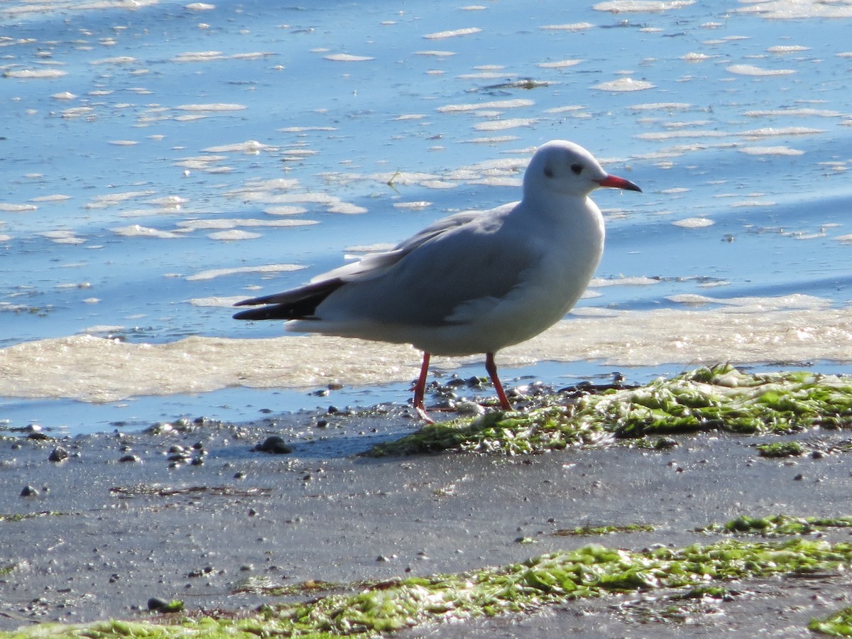 Gaviota Reidora - ML623820591