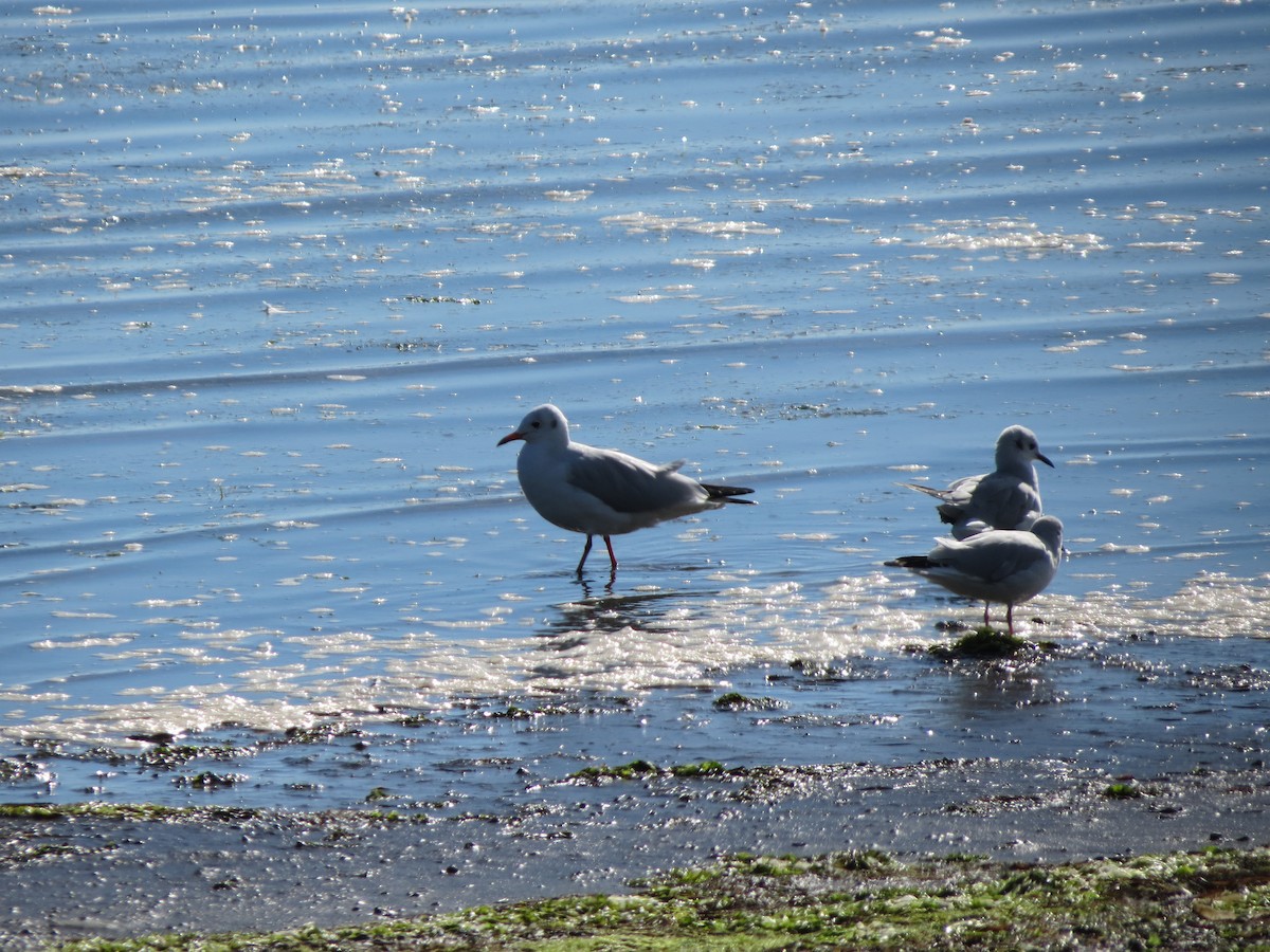 Gaviota Reidora - ML623820604