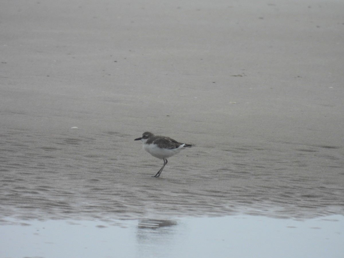 Greater Sand-Plover - ML623820615