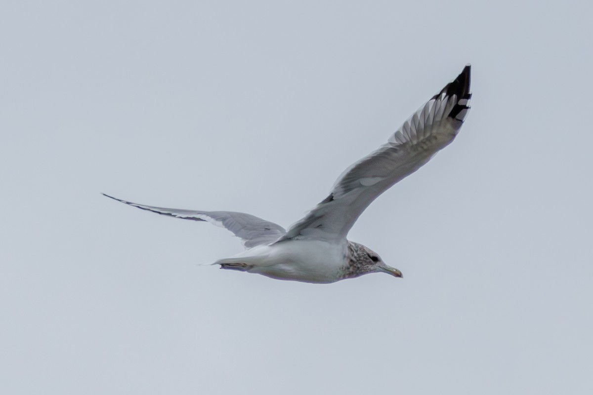 California Gull - ML623820629