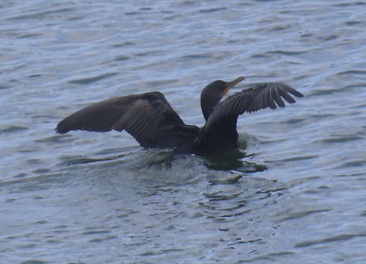 Double-crested Cormorant - ML623820637