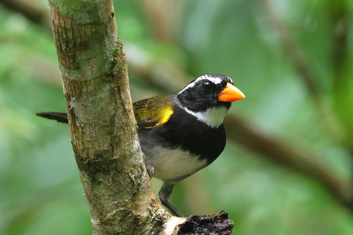 Orange-billed Sparrow - ML623820638