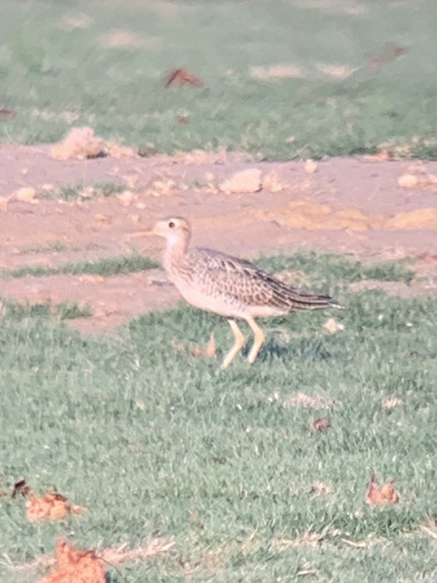 Upland Sandpiper - ML623820640