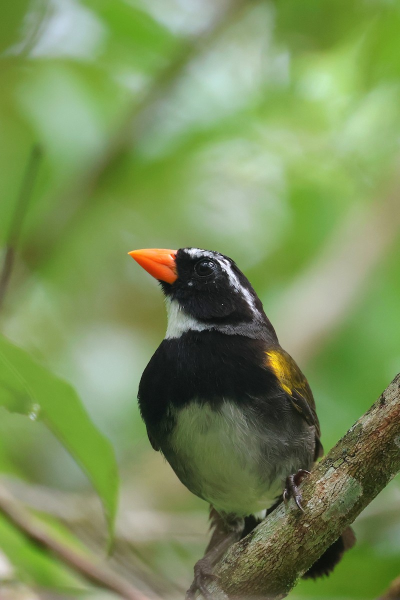 Orange-billed Sparrow - ML623820644