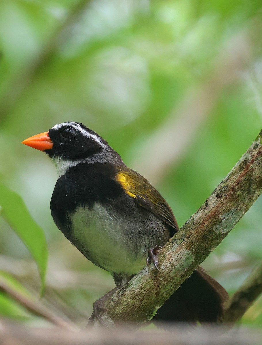 Orange-billed Sparrow - ML623820647