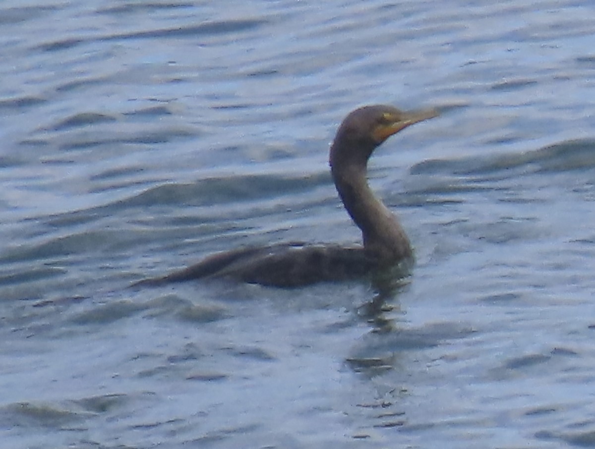 Double-crested Cormorant - ML623820650