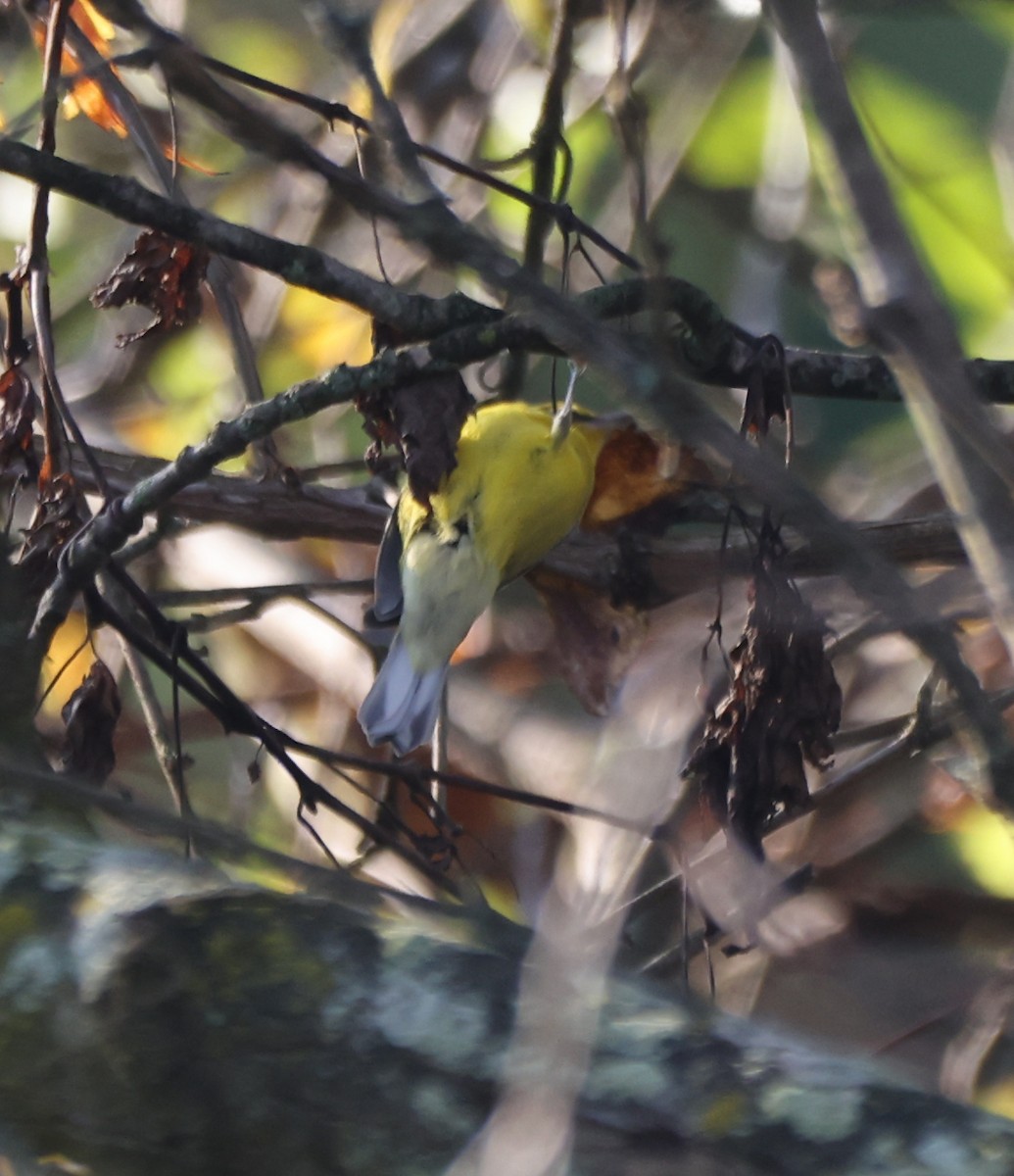 Blue-winged Warbler - ML623820656