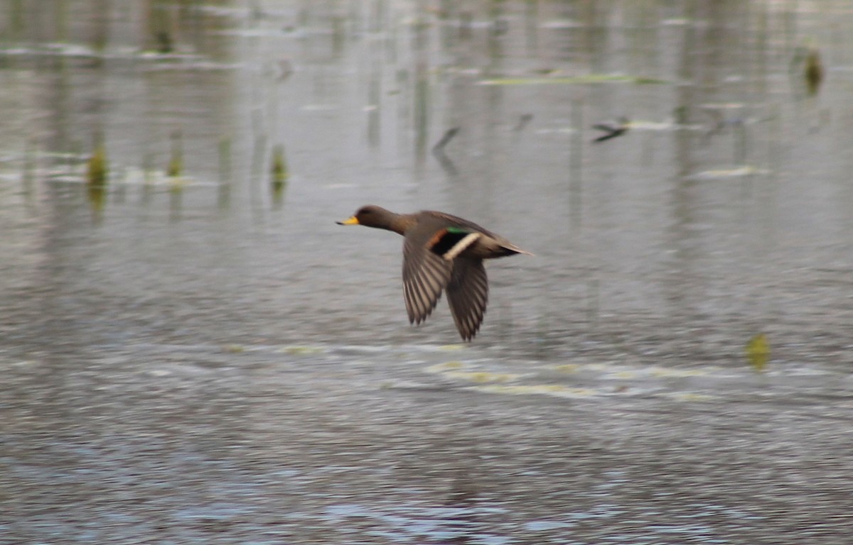 Yellow-billed Teal - ML623820712