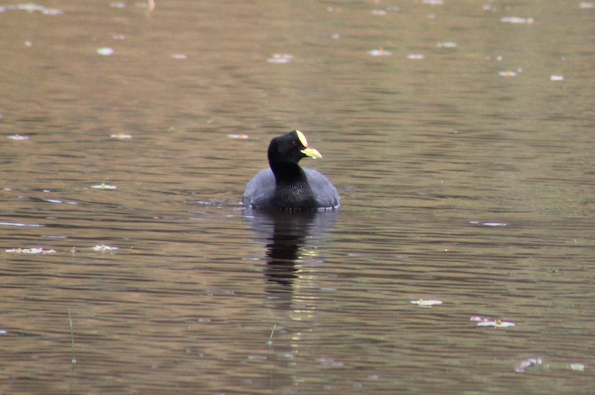 Red-gartered Coot - ML623820720