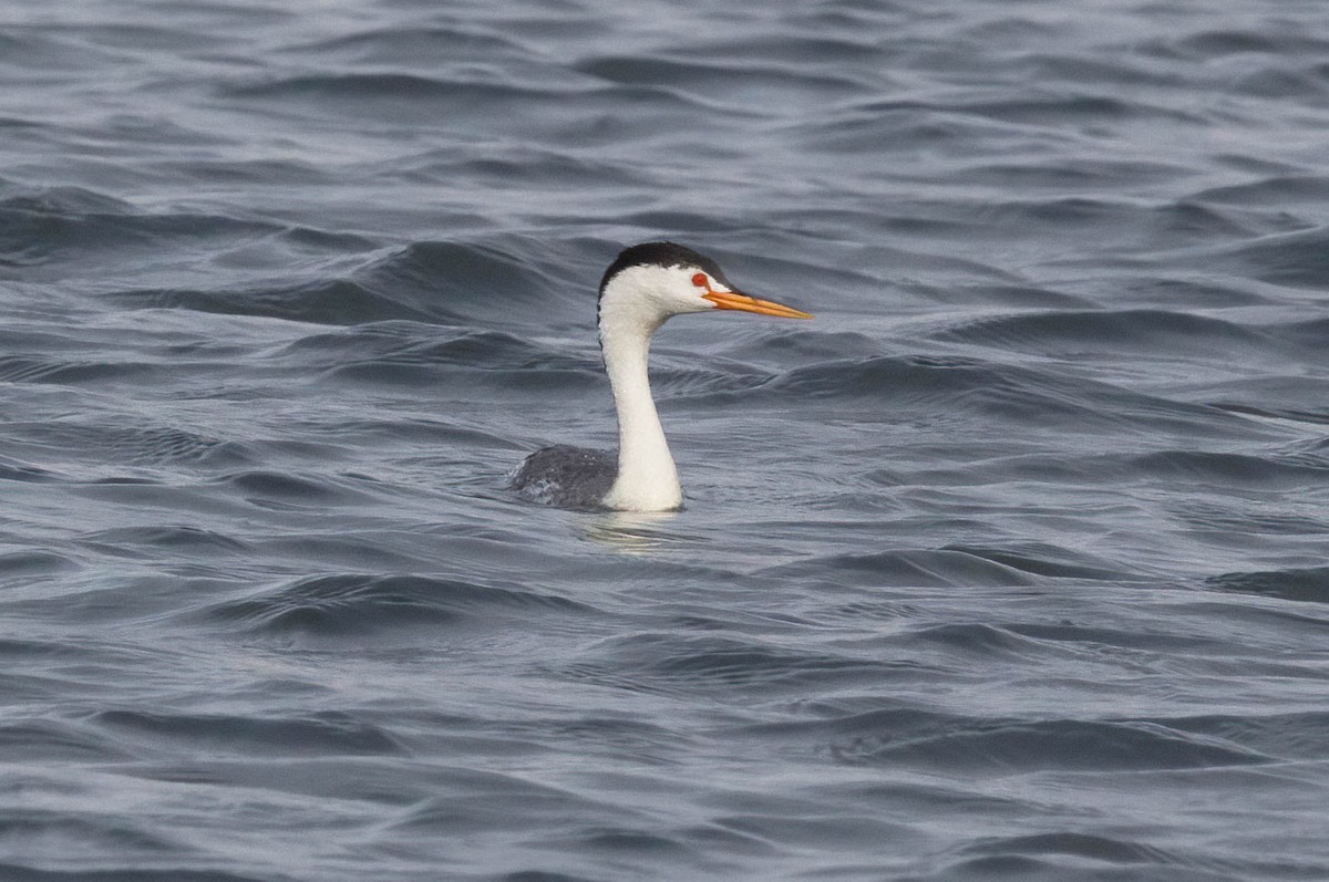 Clark's Grebe - John Scharpen