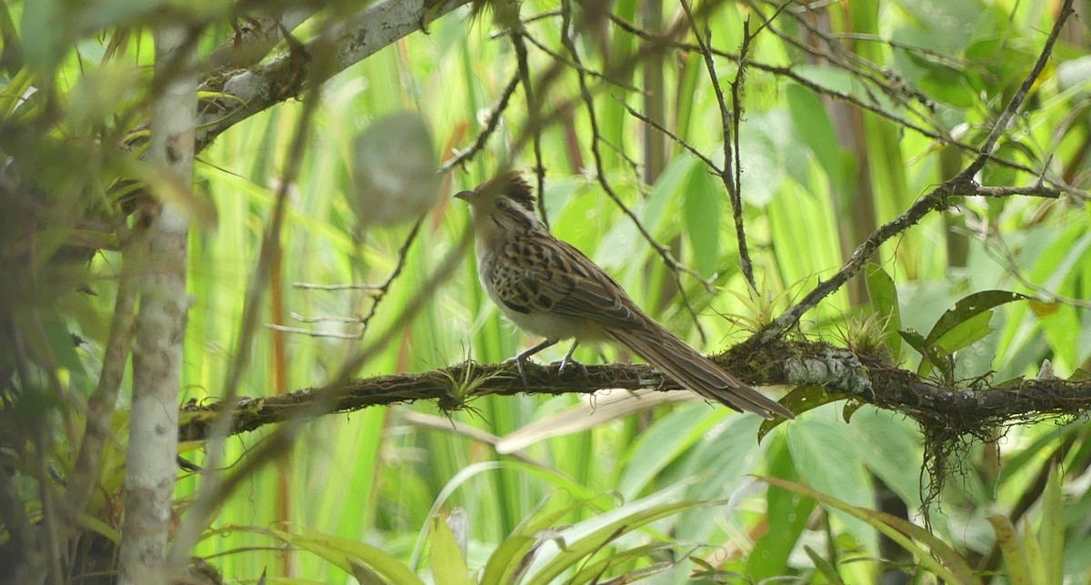 Striped Cuckoo - ML623820806