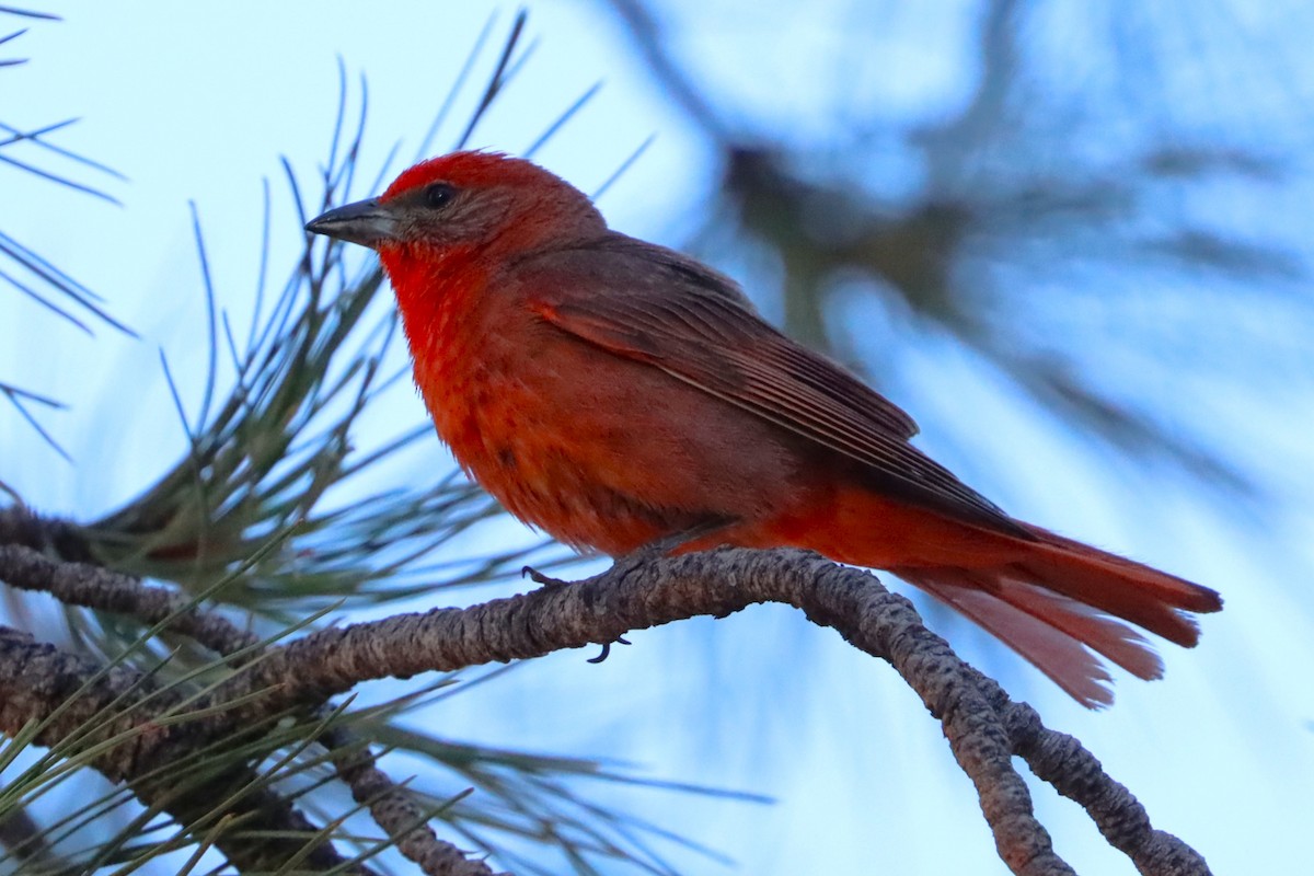 Hepatic Tanager - ML623820839