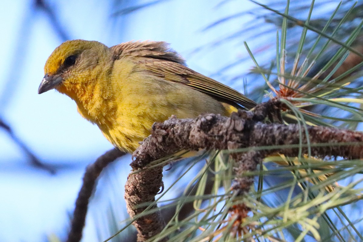 Hepatic Tanager - ML623820840