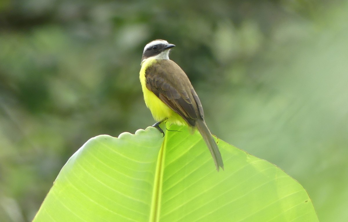 Rusty-margined Flycatcher - ML623820845