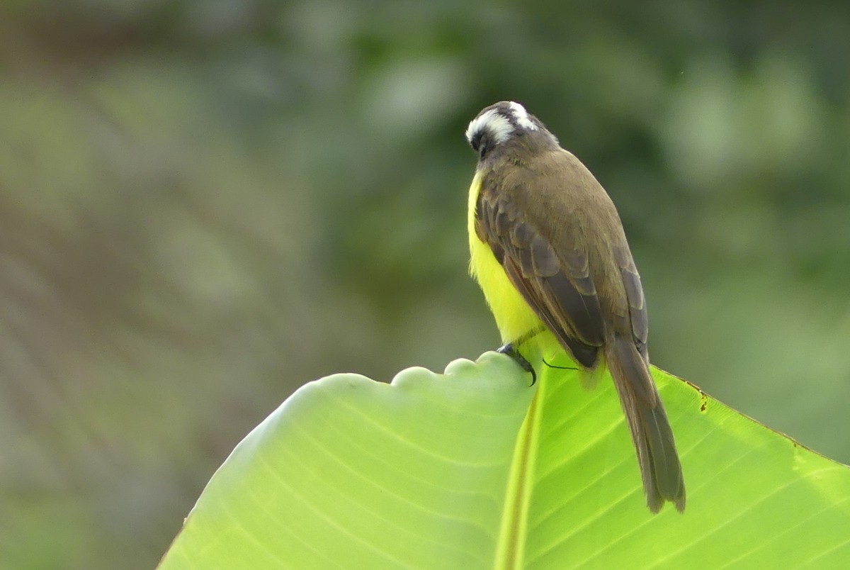 Rusty-margined Flycatcher - ML623820846