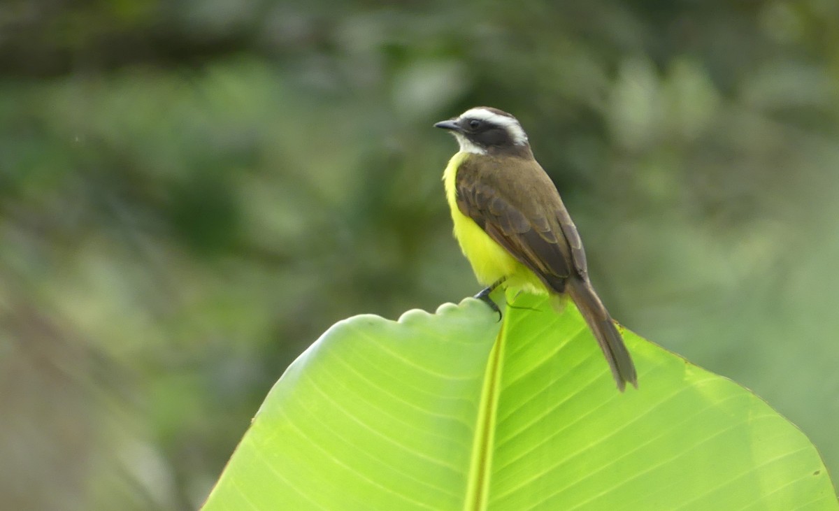 Rusty-margined Flycatcher - ML623820854