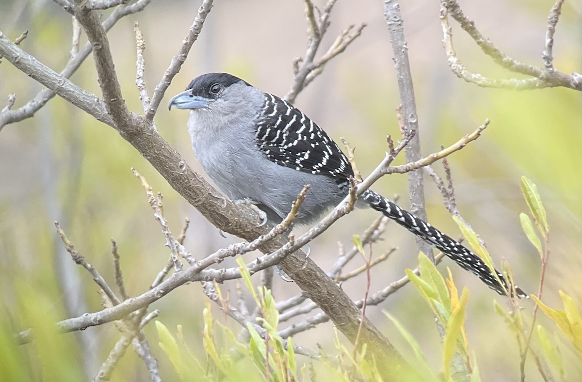 Giant Antshrike - ML623820855