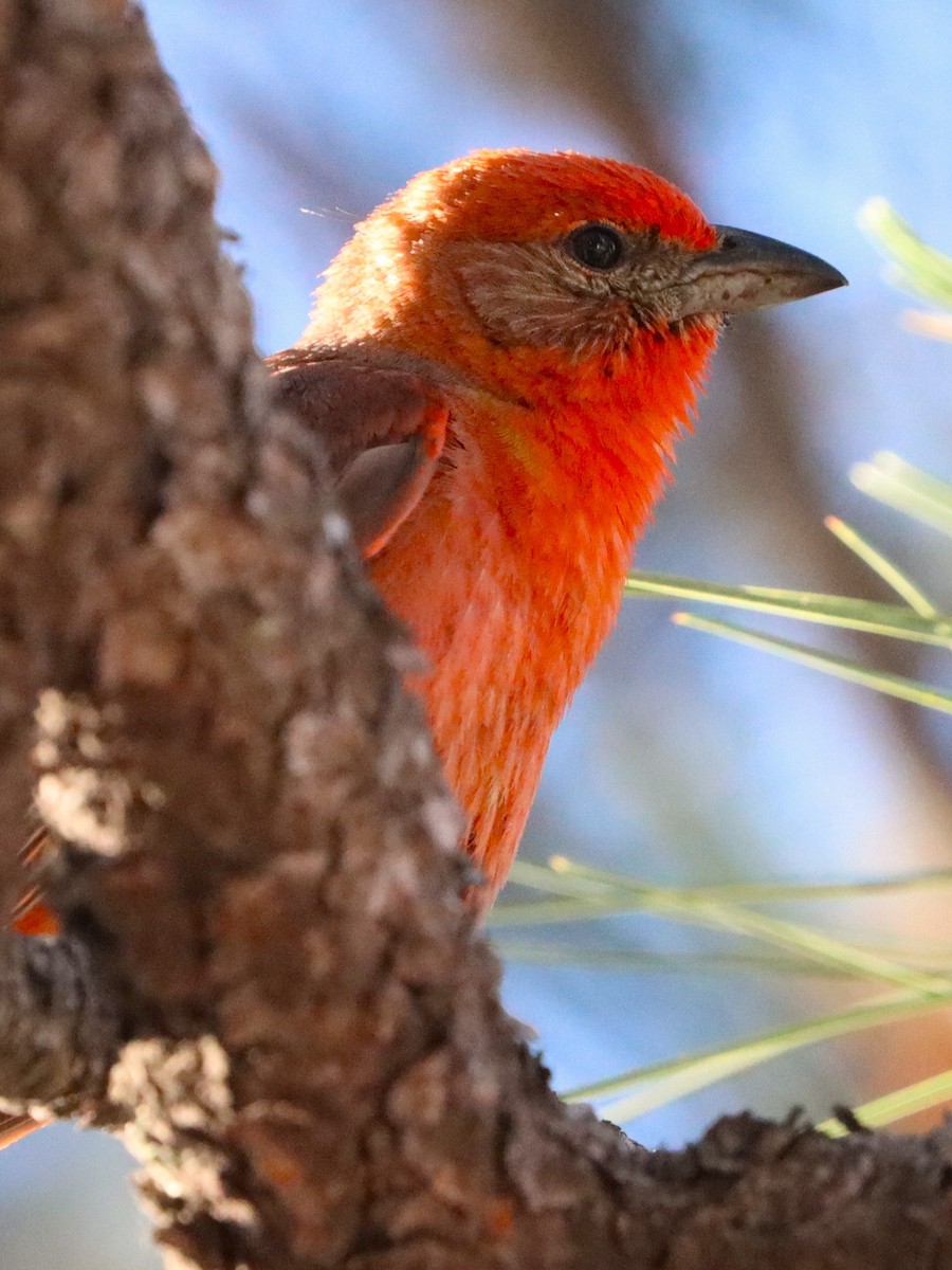 Hepatic Tanager - ML623820857