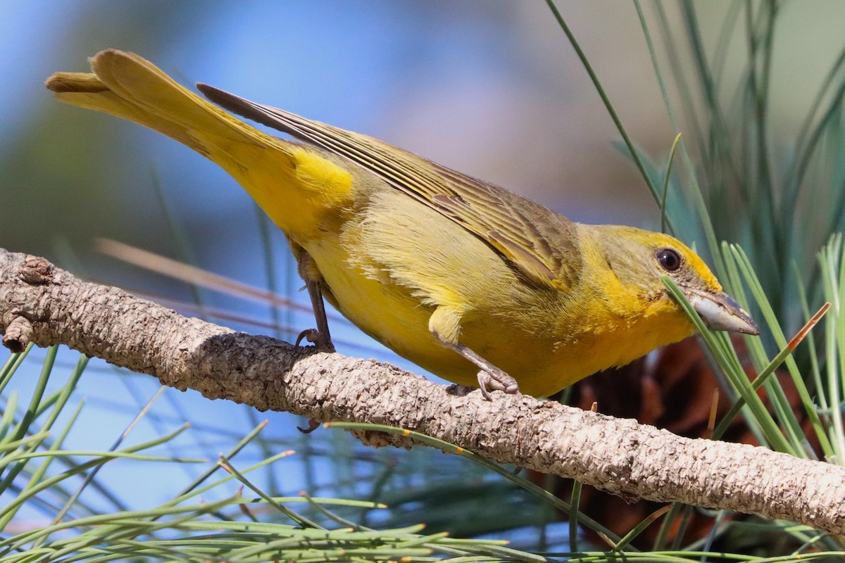 Hepatic Tanager - Todd Green