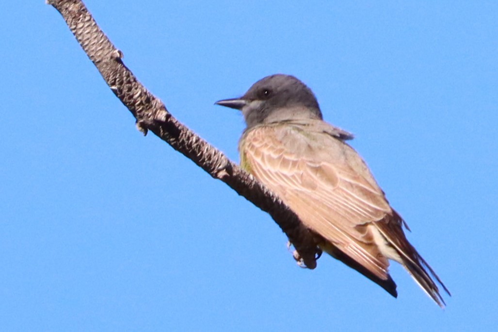 Cassin's Kingbird - ML623820872