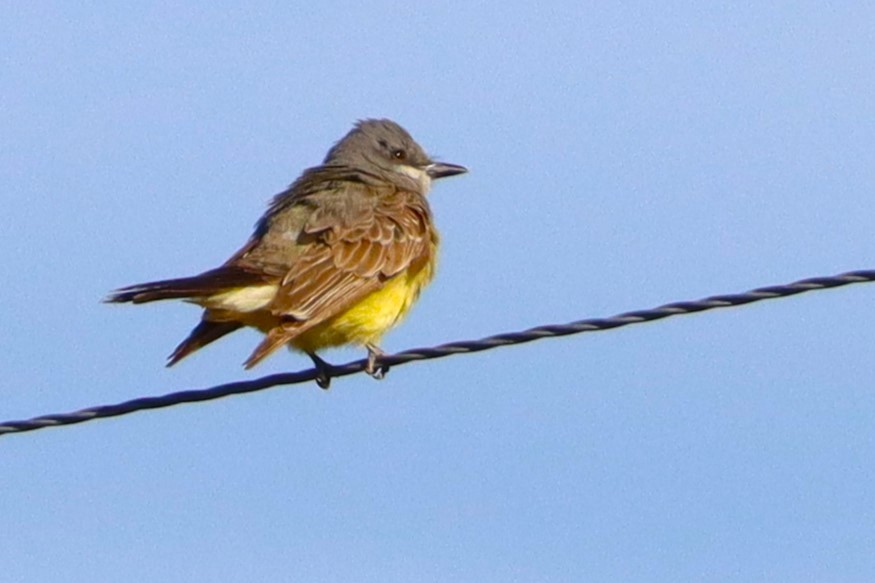 Cassin's Kingbird - ML623820873