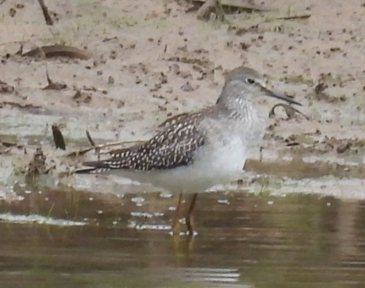 Lesser Yellowlegs - ML623820878