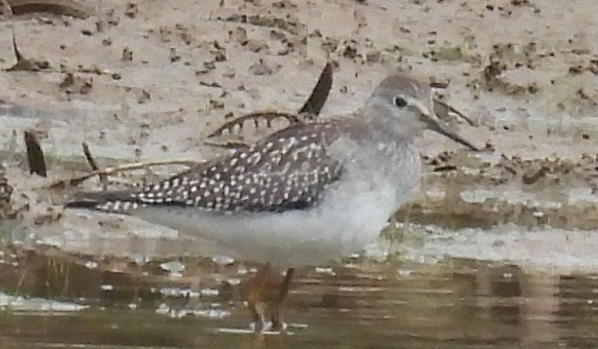 Lesser Yellowlegs - ML623820879