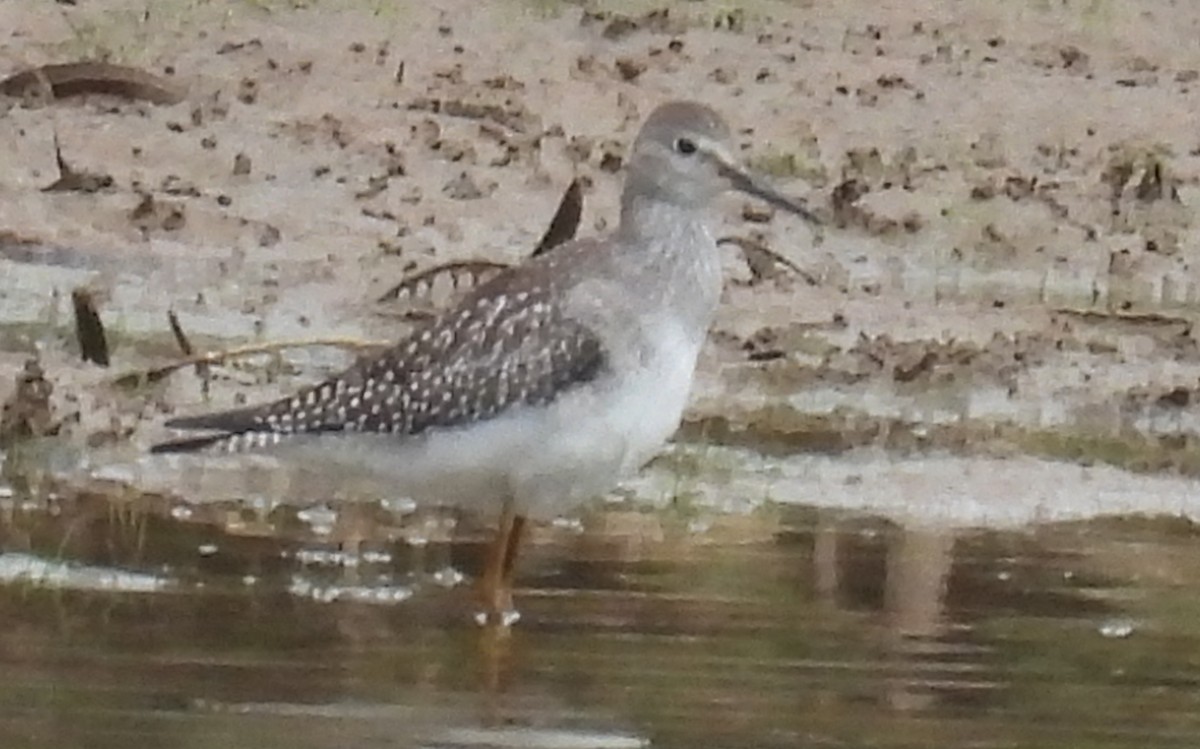 Lesser Yellowlegs - ML623820880