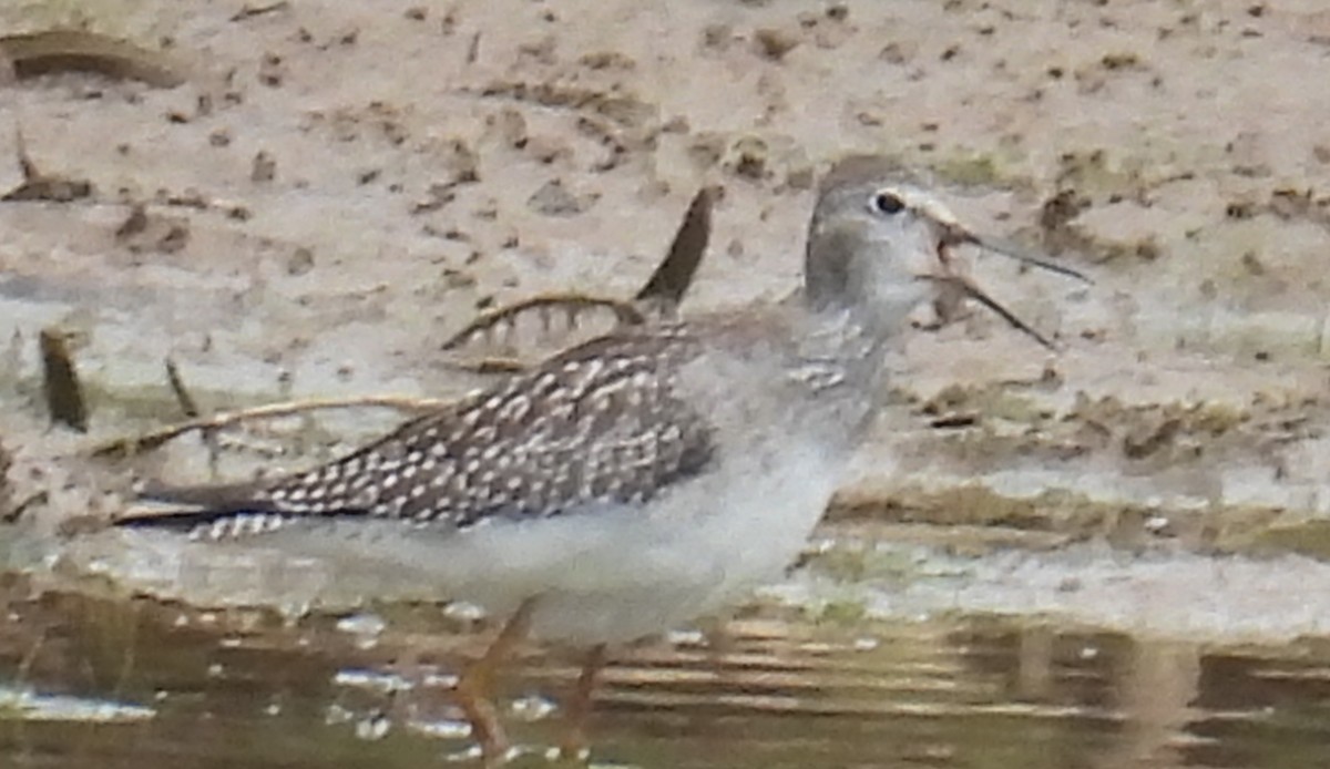 Lesser Yellowlegs - ML623820882