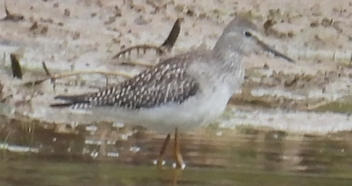 Lesser Yellowlegs - ML623820883