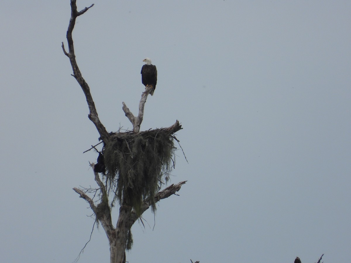 Weißkopf-Seeadler - ML623820886