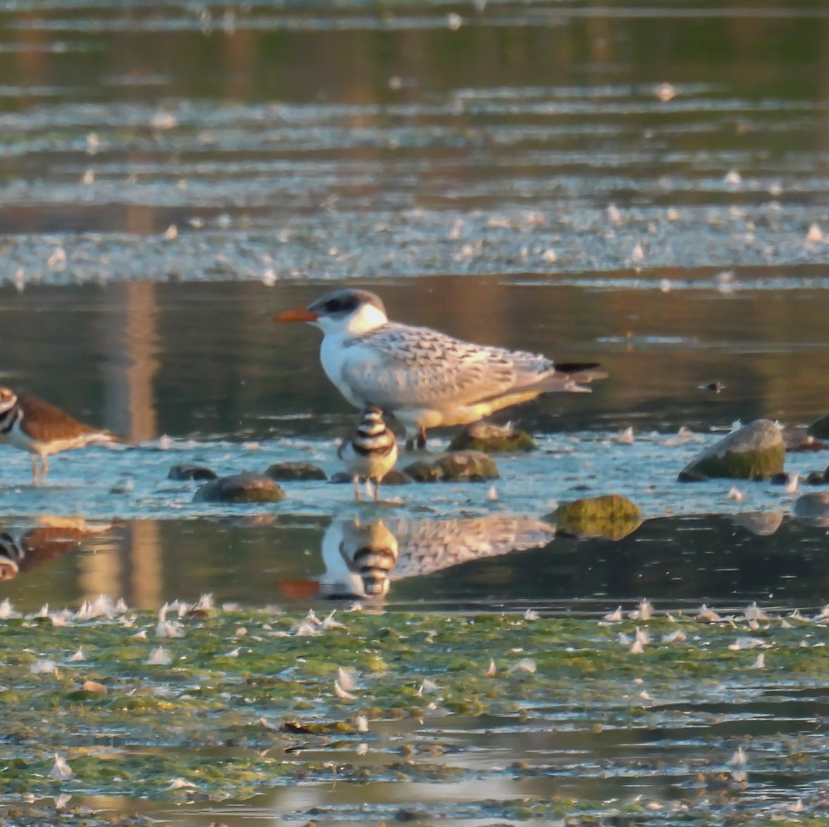 Caspian Tern - Hin Ki  & Queenie  Pong