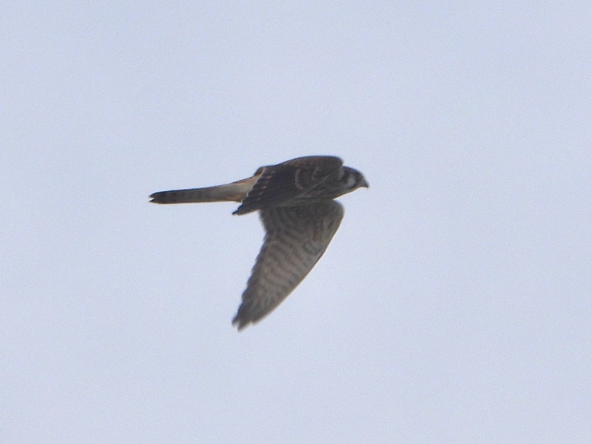 American Kestrel - Thomas Kirby