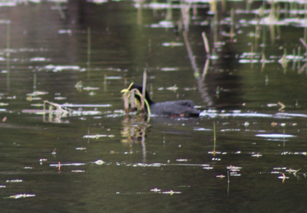 Red-gartered Coot - ML623820922