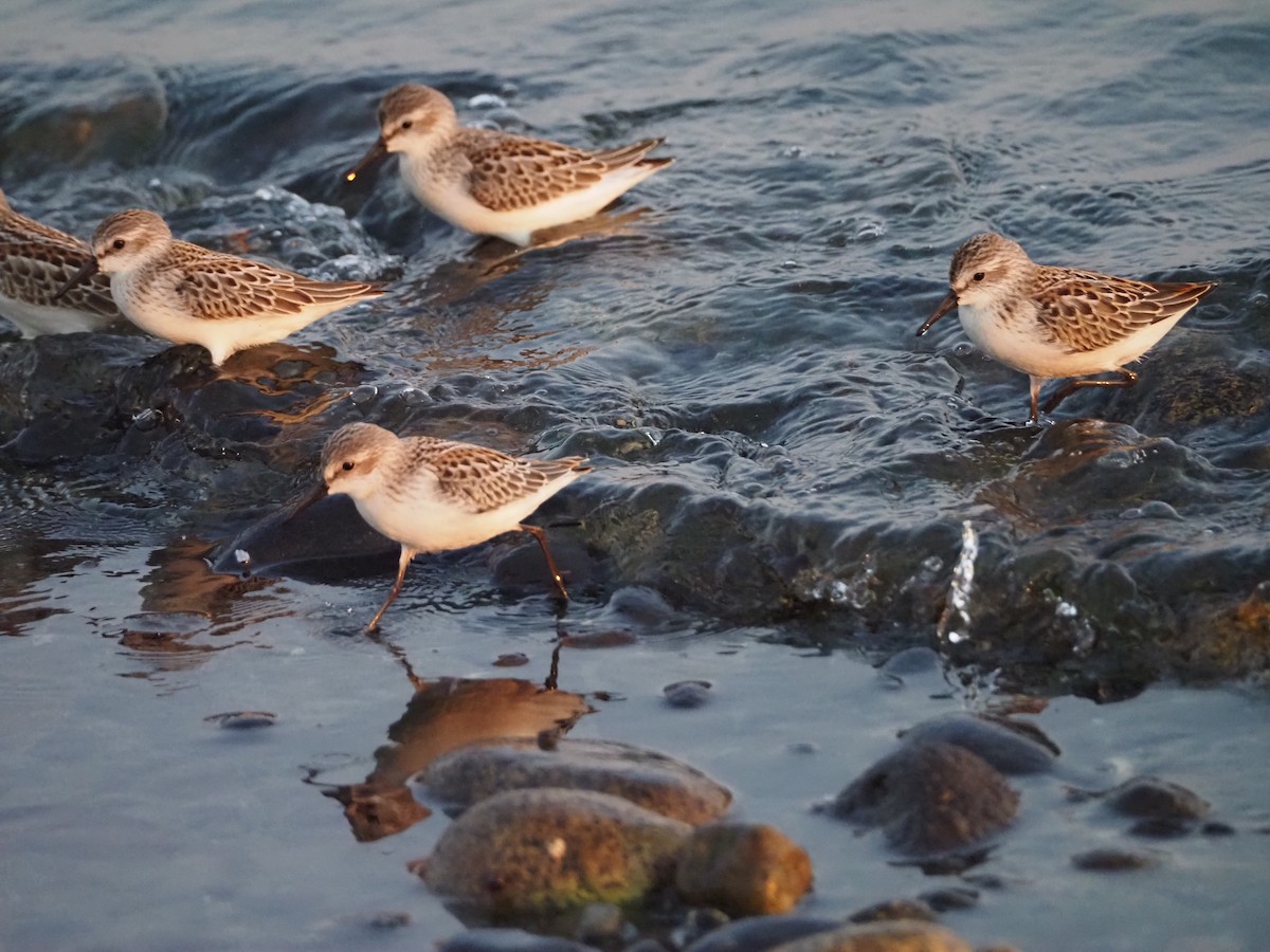 Western Sandpiper - Jocelynn Johannesson