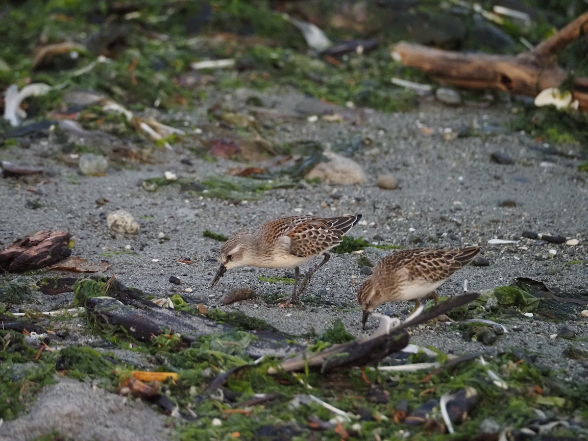 Western Sandpiper - Jocelynn Johannesson