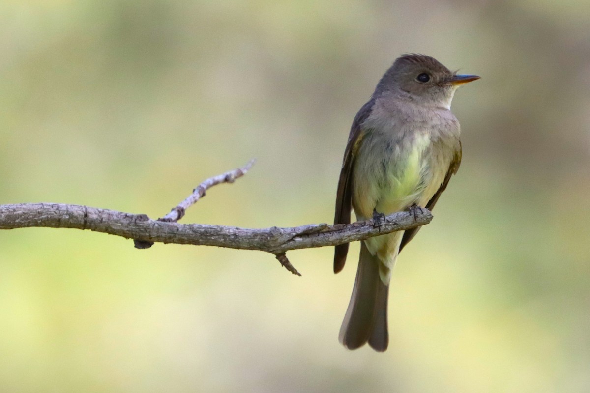 Western Wood-Pewee - ML623821006