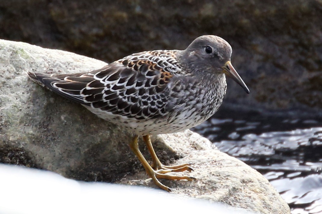 Rock Sandpiper - Henry Mauer