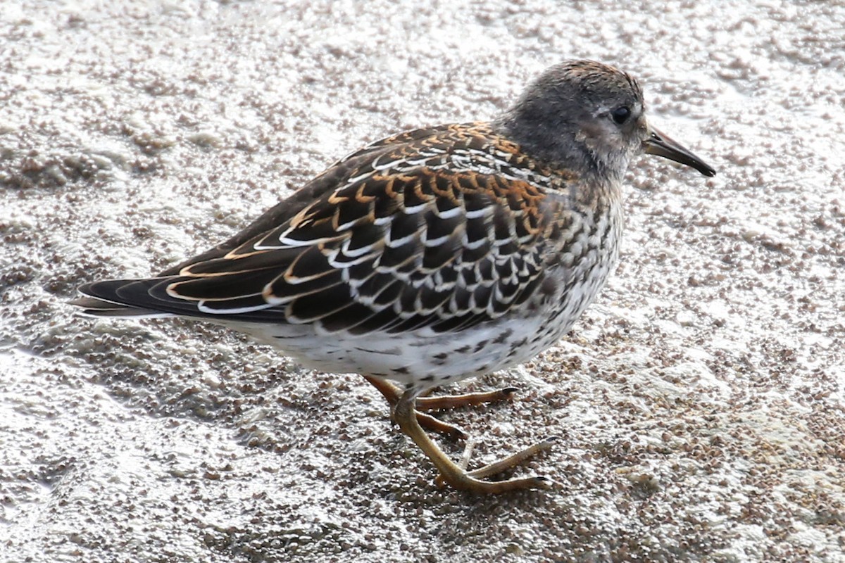 Rock Sandpiper - ML623821011