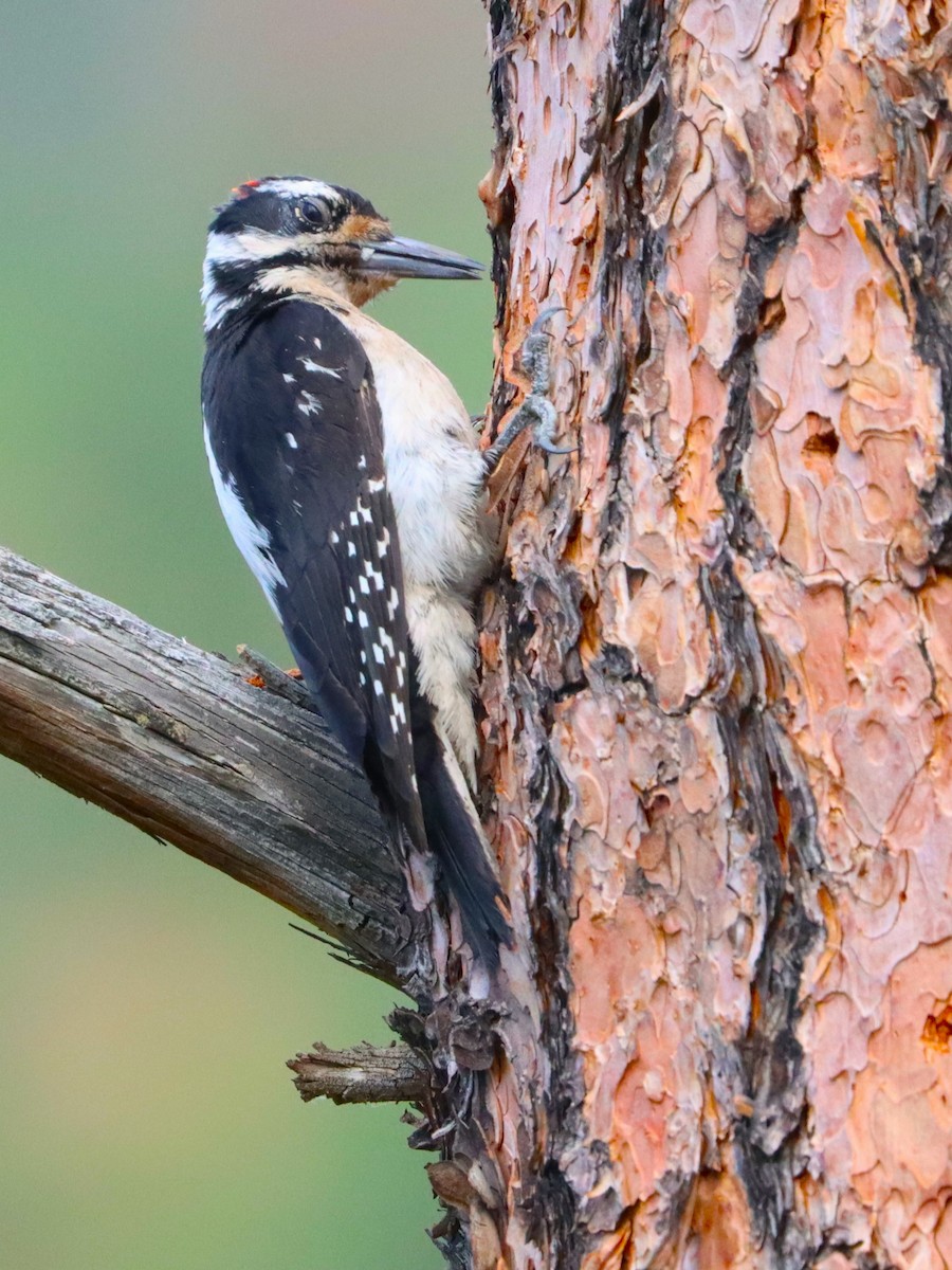 Hairy Woodpecker - ML623821015