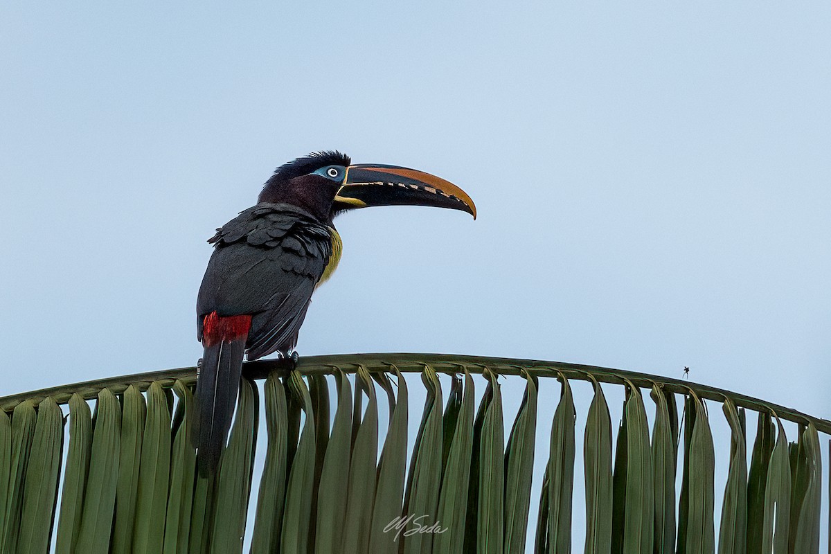 Many-banded Aracari - ML623821042