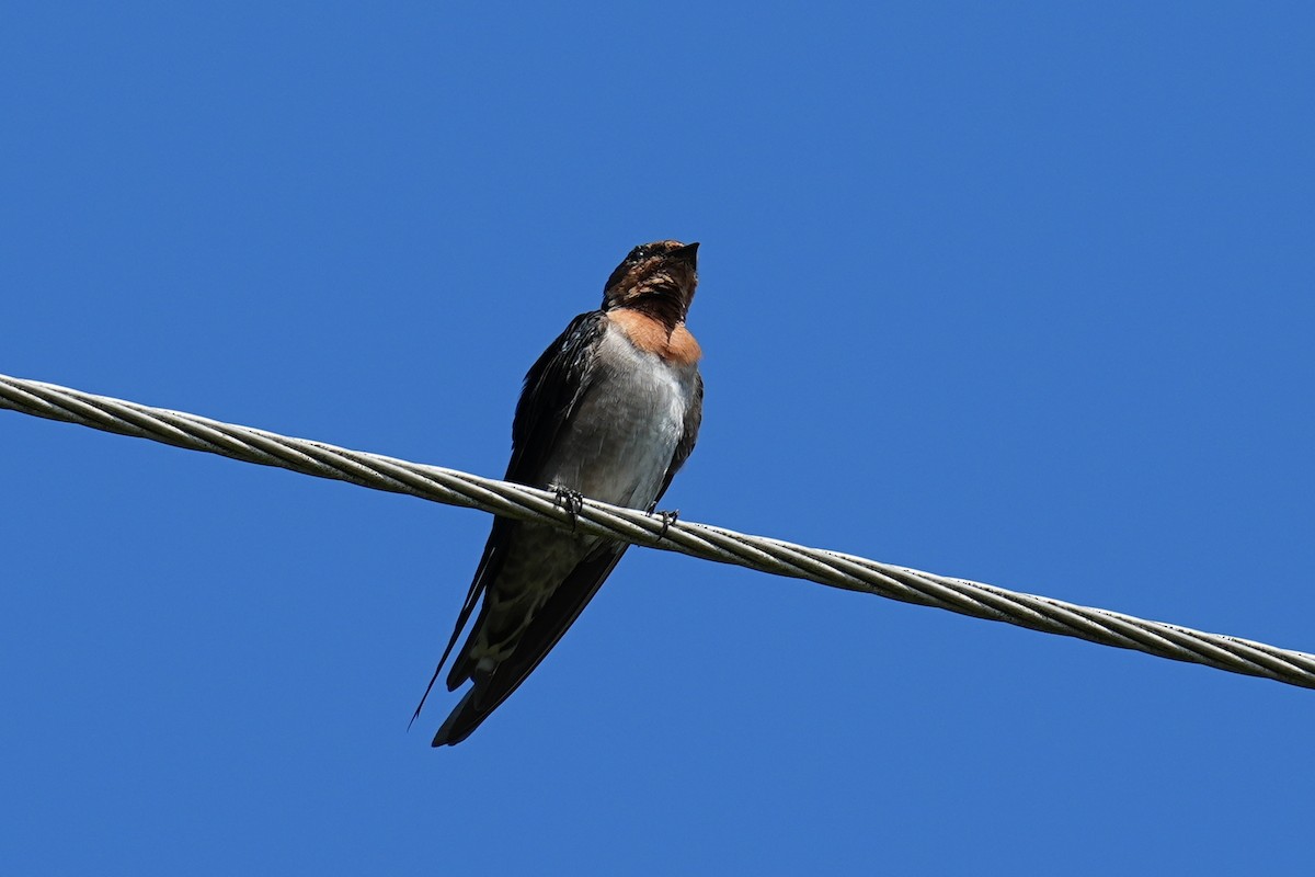 Pacific Swallow - ML623821072